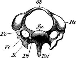 le diagramme de une troisième cervical vertèbre de une Pivert, ancien illustration. vecteur