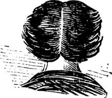 un illustration de une centré cheveux, ancien gravure. vecteur