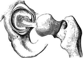 le mécanisme de le hanche articulation, ancien illustration. vecteur