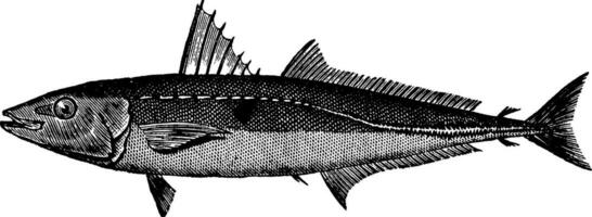 poisson-cigare, ancien illustration. vecteur