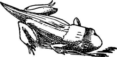 grenouille étape 5, ancien illustration. vecteur