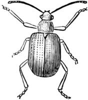 grain de raisin chrysomèle scarabée, ancien illustration. vecteur