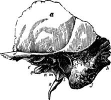 le squameux portion de le temporel os, ancien illustration. vecteur