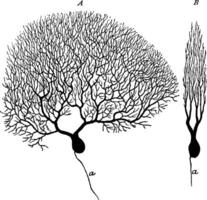 Purkinje cellule, ancien illustration vecteur