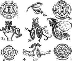 ordres, les trémandracées, les polygalacées, les euphorbiacées, platythèque, polygale, euphorbe, croton ancien illustration. vecteur