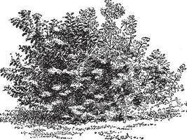 cornus stolonifères ancien illustration. vecteur