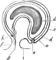 campylotrope ovule dans section ancien illustration. vecteur