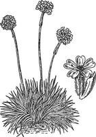 armeria vulgaris ancien illustration. vecteur