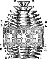 catadioptrique holophotal, illustration vintage. vecteur