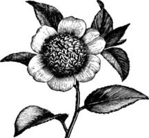 fleur de camélia japonica anémoneflore ancien illustration. vecteur