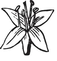fleur, cornouiller, cornel, cornaceae, pétale, illustration vintage de bractées. vecteur
