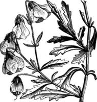 floraison branche de Mahernia glabrata ancien illustration. vecteur