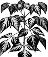 érythrine indica colis ancien illustration. vecteur