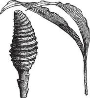 cyclanthus ancien illustration. vecteur