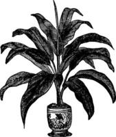 brasiliensis, dracaena, feuilles, usine, arbre ancien illustration. vecteur