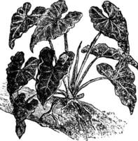 philodendron spéciosum ancien illustration. vecteur