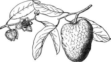 branche de pomme d'étang ancien illustration. vecteur