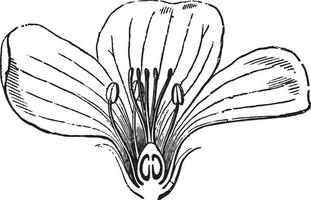 lin, fleur, vertical, section ancien illustration. vecteur