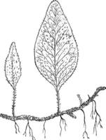 polypodium piloselloides ancien illustration. vecteur