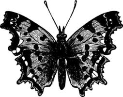 le virgule papillon ancien illustration. vecteur