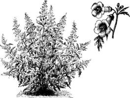 habitude et détaché fleurs de gérardie quercifolia ancien illustration. vecteur