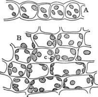 mousse feuille chloroplastes ancien illustration. vecteur