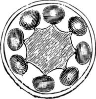 traverser section de ovaire de primevère fleur ancien illustration. vecteur