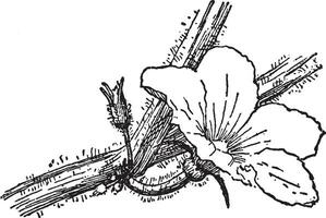 cucumis melo ancien illustration. vecteur