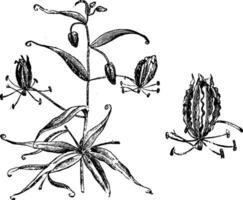 floraison branche et Célibataire fleur de gloriosa superba ancien illustration. vecteur