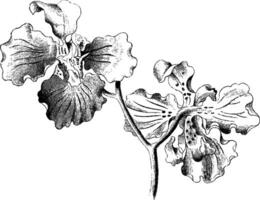 fleurs de oncidium croustillant ancien illustration. vecteur