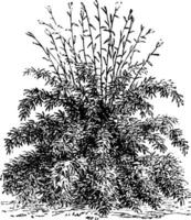 arundinaria falcata ancien illustration. vecteur