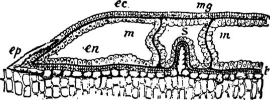 astroides caliculaire, ancien illustration. vecteur