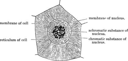 cellule avec ses réticulum disposé, ancien illustration vecteur