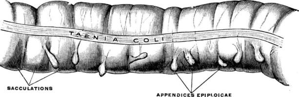 gros intestin, illustration vintage. vecteur
