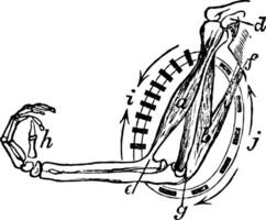 musclé cycle de le biceps ancien illustration. vecteur