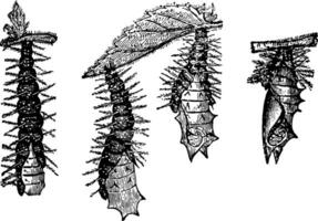 chrysalides de le petit tortue coquille papillon libération se de le chenille peau ancien illustration. vecteur