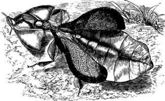 femelle feuille insecte ancien illustration. vecteur