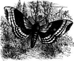 larve de le peuplier faucon papillon de nuit ancien illustration. vecteur