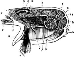 Byssus manteau et oviducte de le mytilus ancien illustration. vecteur