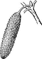 illustration vintage de bouleau gris. vecteur