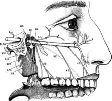 supérieur maxillaire nerf, ancien illustration. vecteur