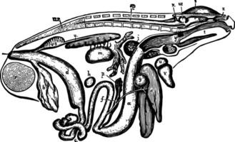 grenouille viscères, ancien illustration vecteur