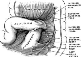 duodénal fosses, ancien illustration. vecteur