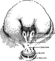 vessie, ancien illustration. vecteur