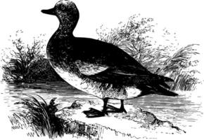 américain canard siffleur ancien illustration. vecteur
