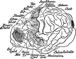 moteur zone de le cerveau de une chimpanzé ancien illustration. vecteur