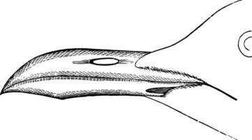 en riant mouette facture ancien illustration. vecteur