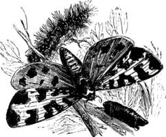 tigre papillon de nuit ancien illustration. vecteur