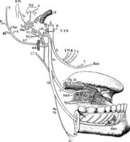 inférieur maxillaire nerf, ancien illustration. vecteur