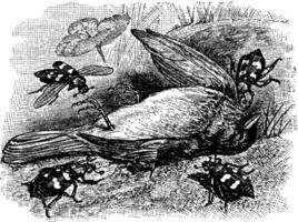 enfouissement coléoptères enfouissement une mort oiseau, ancien illustration. vecteur